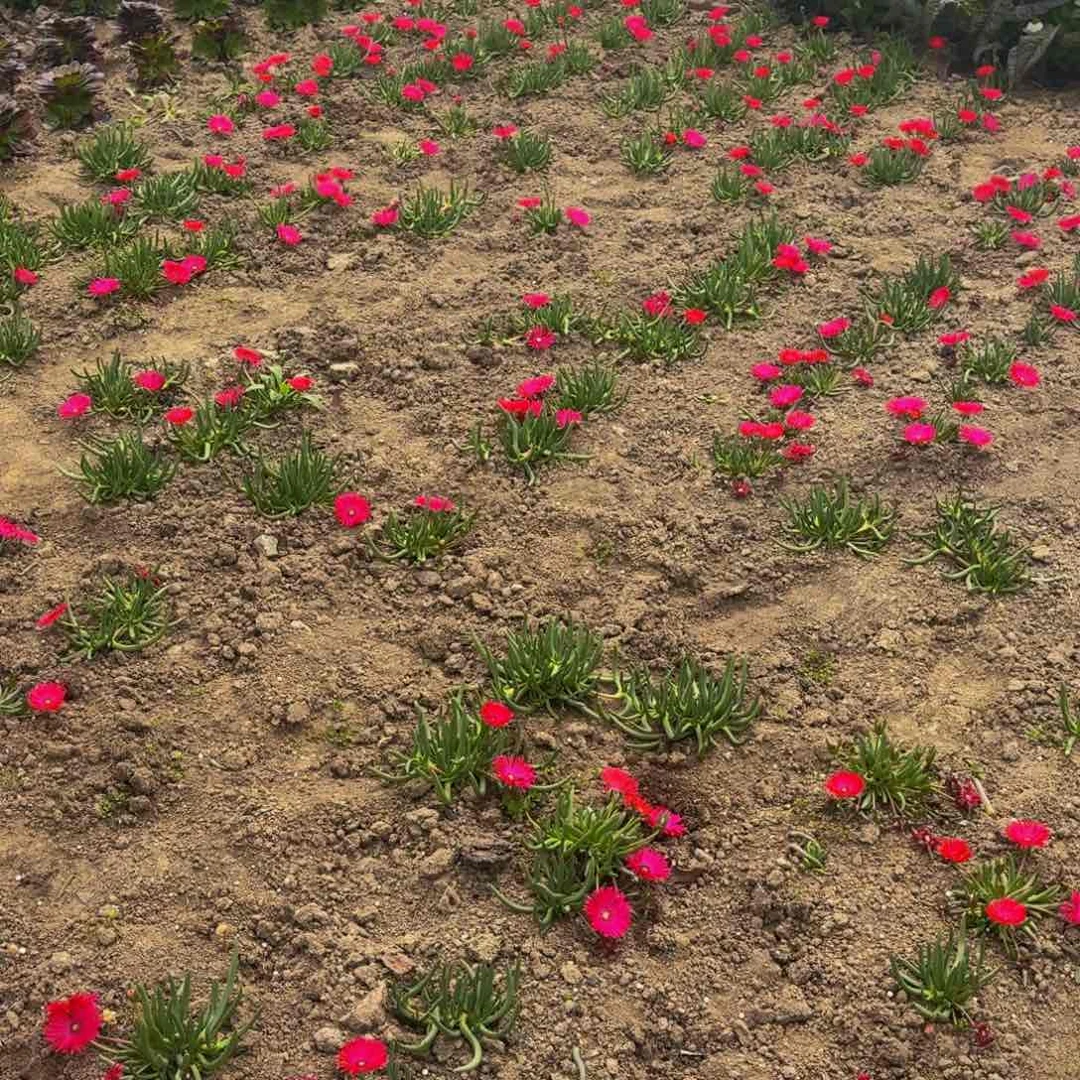 奔龙多肉植物捧花两个的