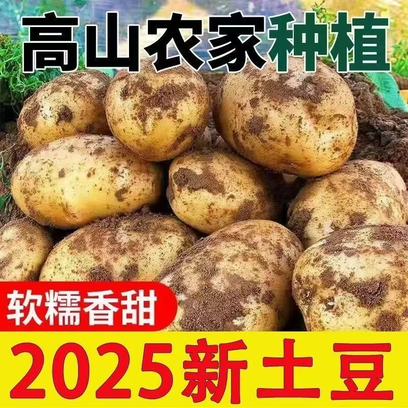 黄皮黄心土豆新鲜现挖软糯香甜当季蔬菜