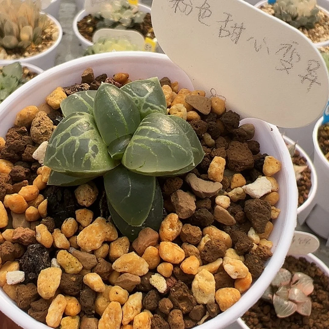 粉色甜心变异111111111111