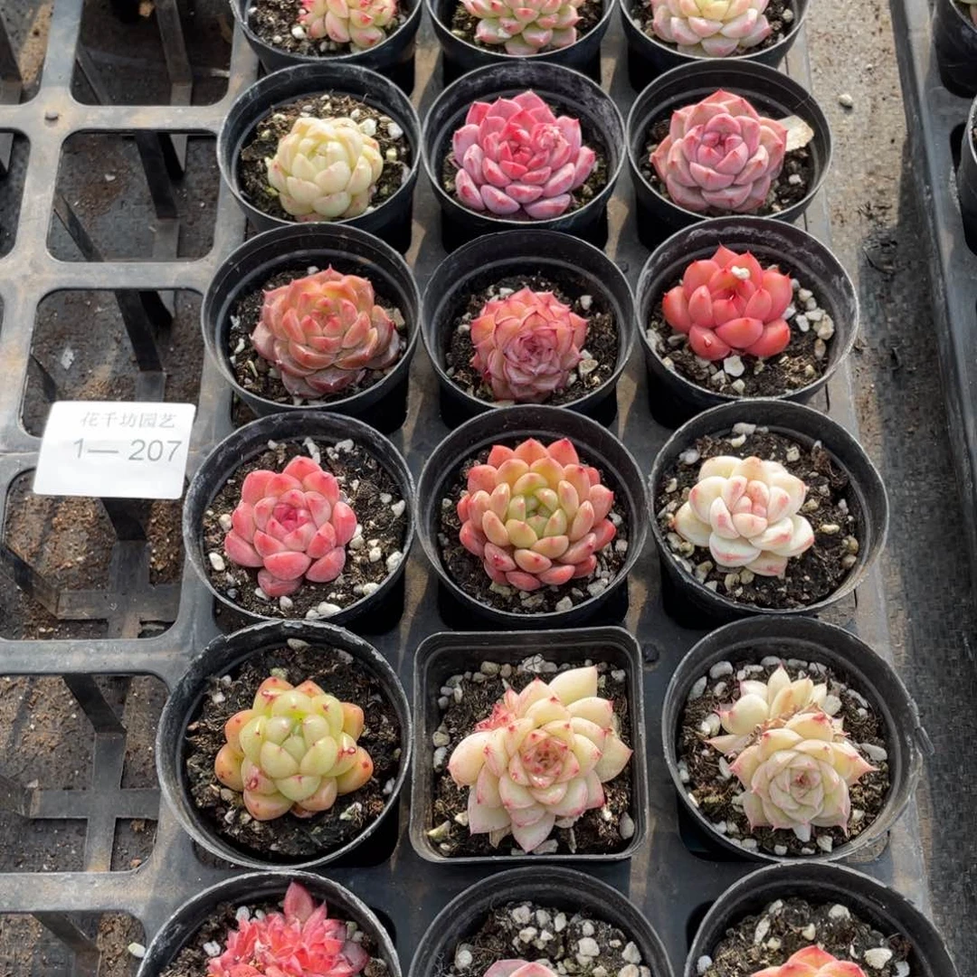 一物一拍18颗1-207