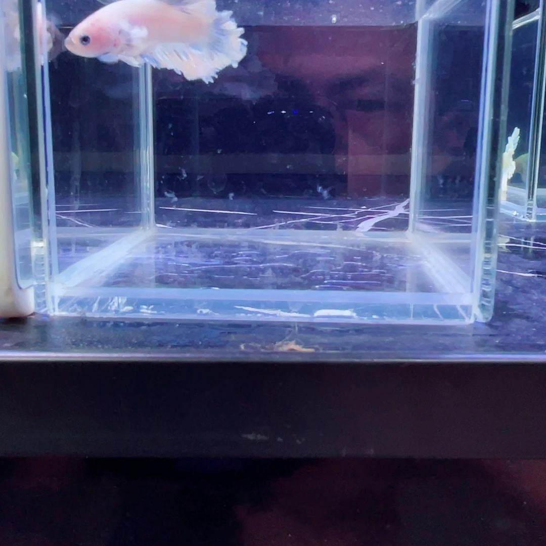 斗鱼跑单小黑屋48