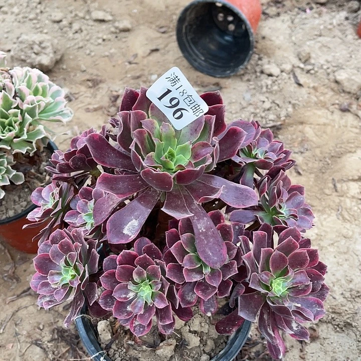 196金丝雀大手捧壮不太直1