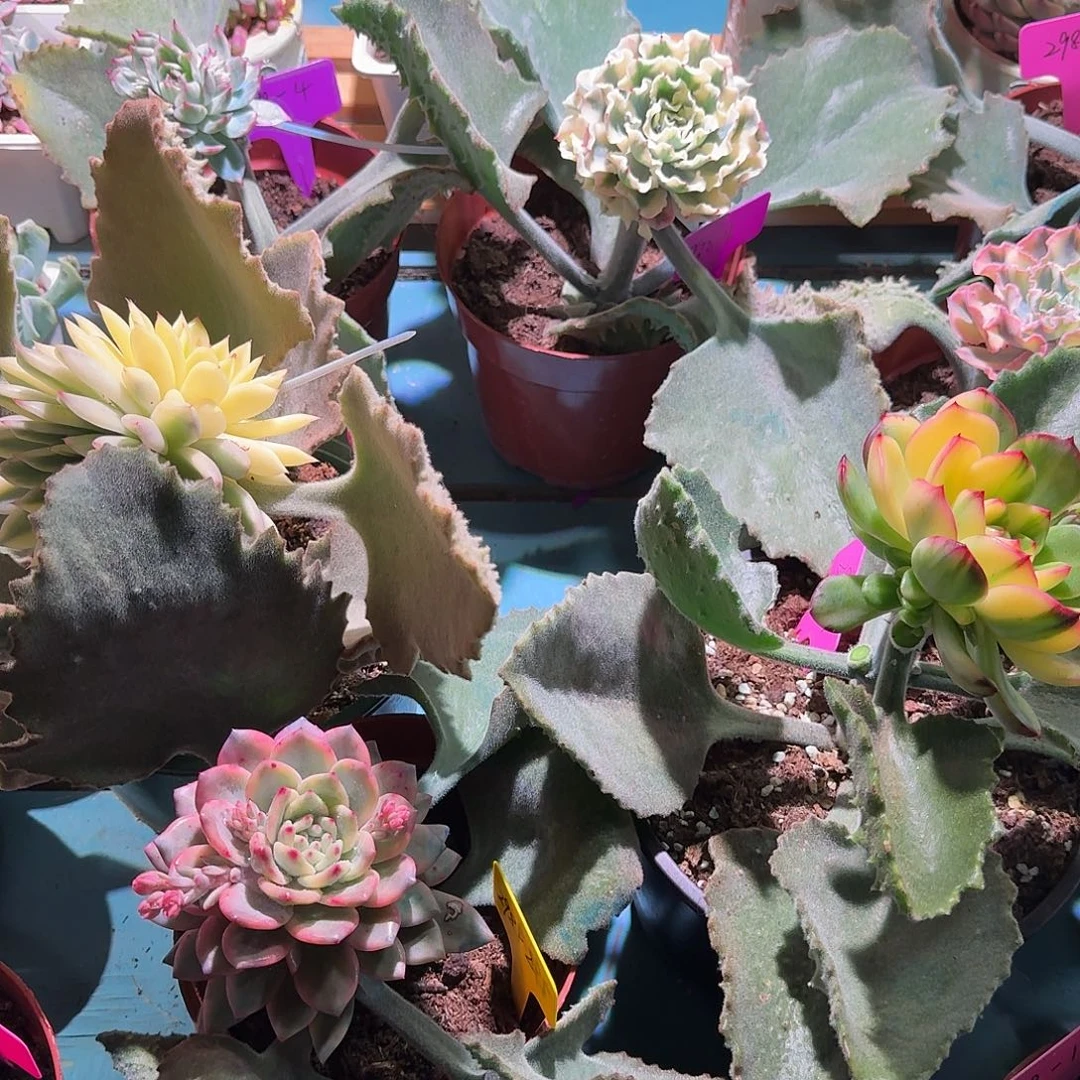 小*大转盘一次不退不换