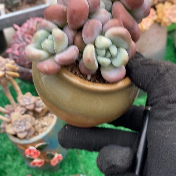 红洛神小老桩多肉