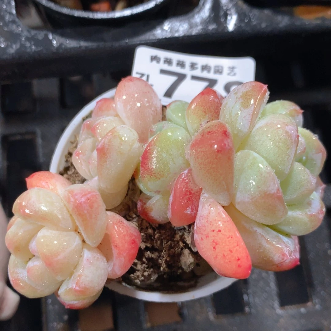 5CM拇指盆精控多肉ZL778