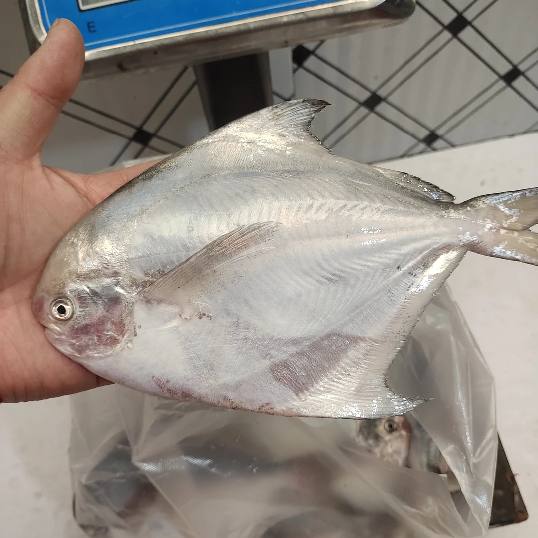 羊口本地新鲜深海捕捞鲳鱼冷链发货品质好
