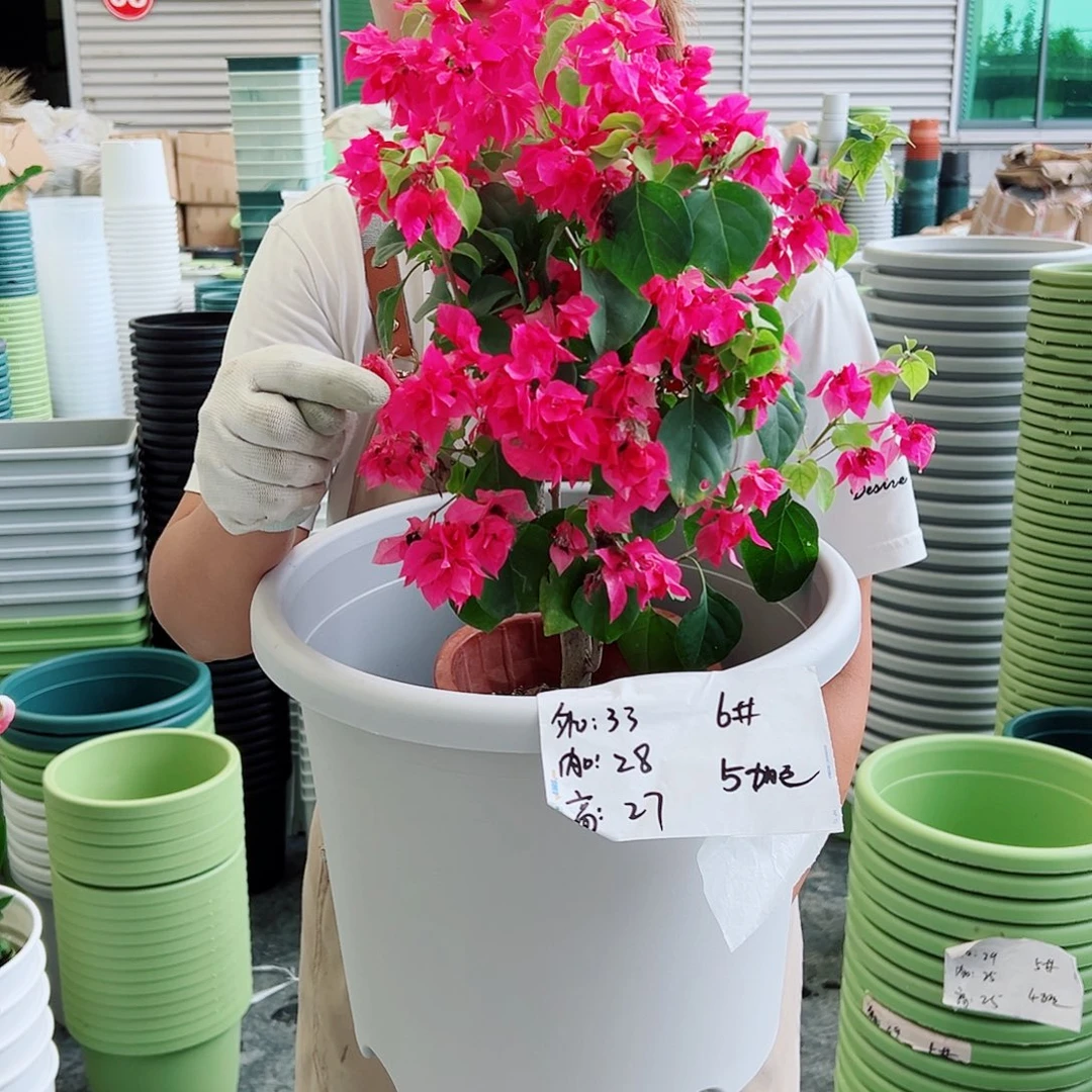 四季盆6#灰白色5个无托