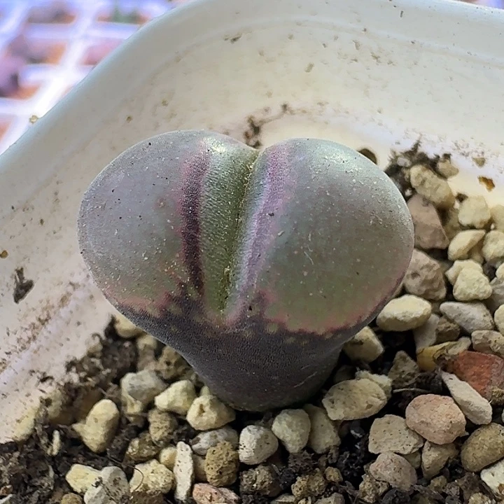 44号单头冯c10三年