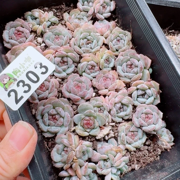 l***6多肉植物多肉植物