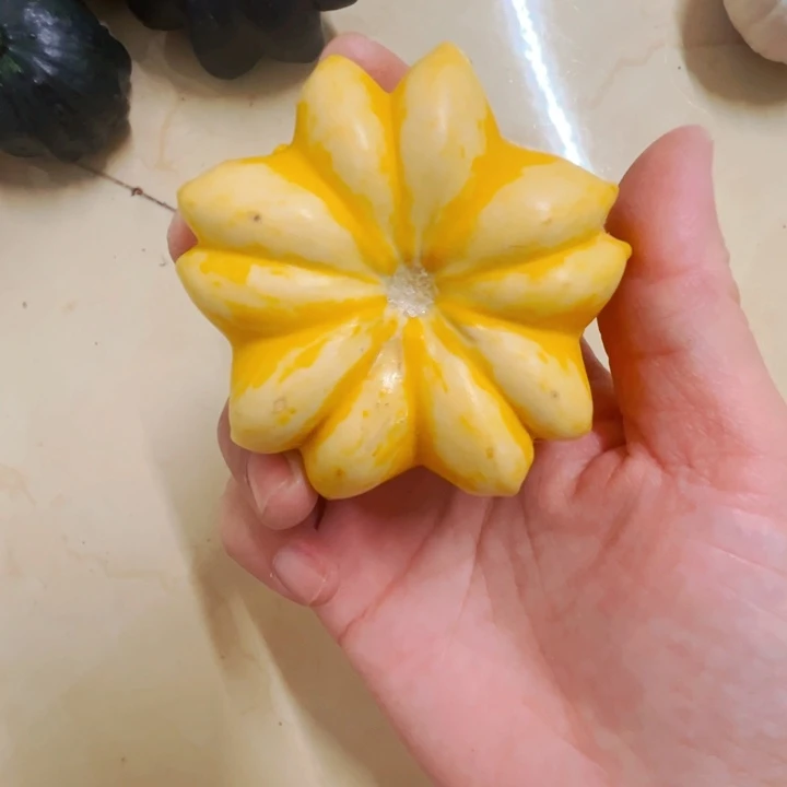 墨西哥葫芦葫芦了旅途