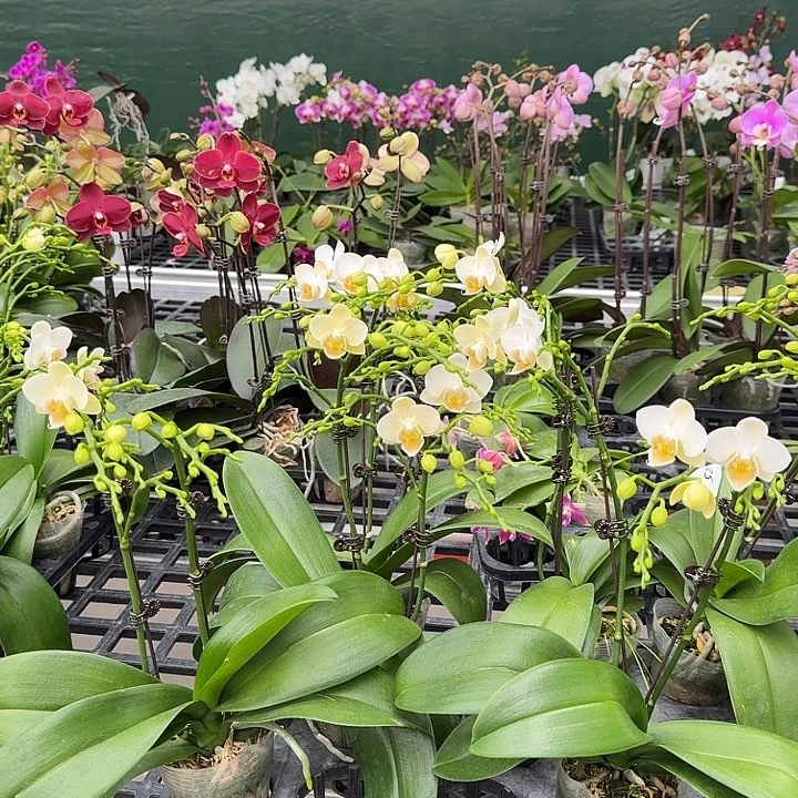 大部分开放少量花苞嫦娥