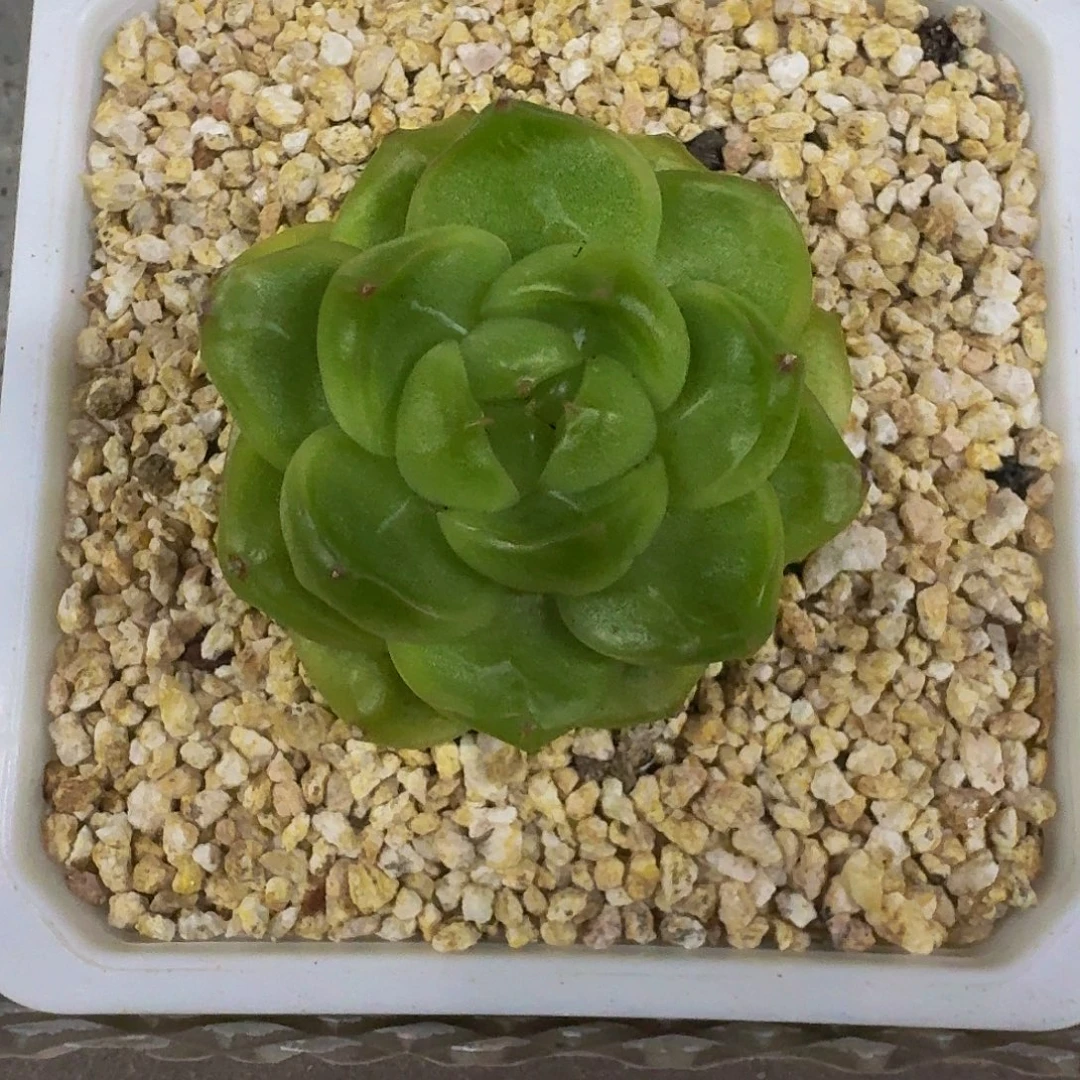 软糖珍妮 一物一拍