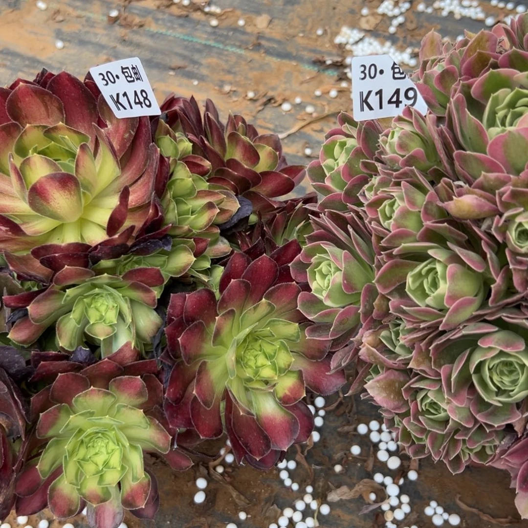 飞*?2颗组合满20包邮