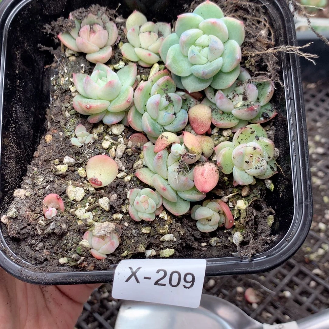 无花朵X209英语英语