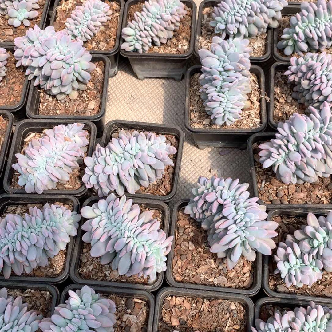 粉兔缀12盆口随机 （侧切）售后时间签收起7天内