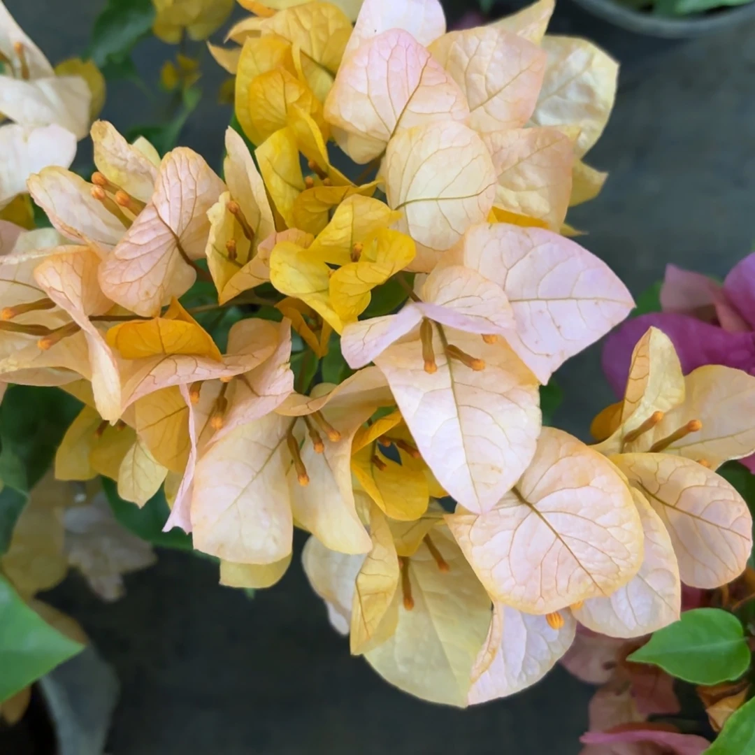 完全开放（金探戈）三角梅会落花落叶会光杆苗有大有小