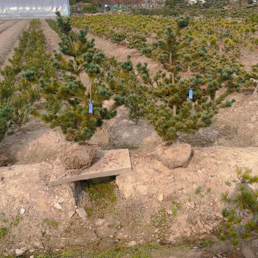 无花朵一对一链接