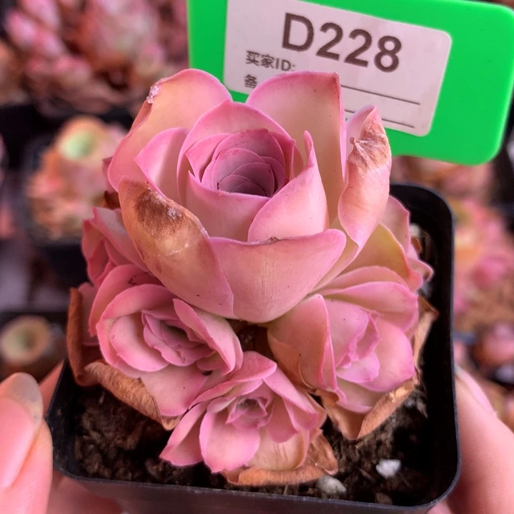 一物一拍清风挽228