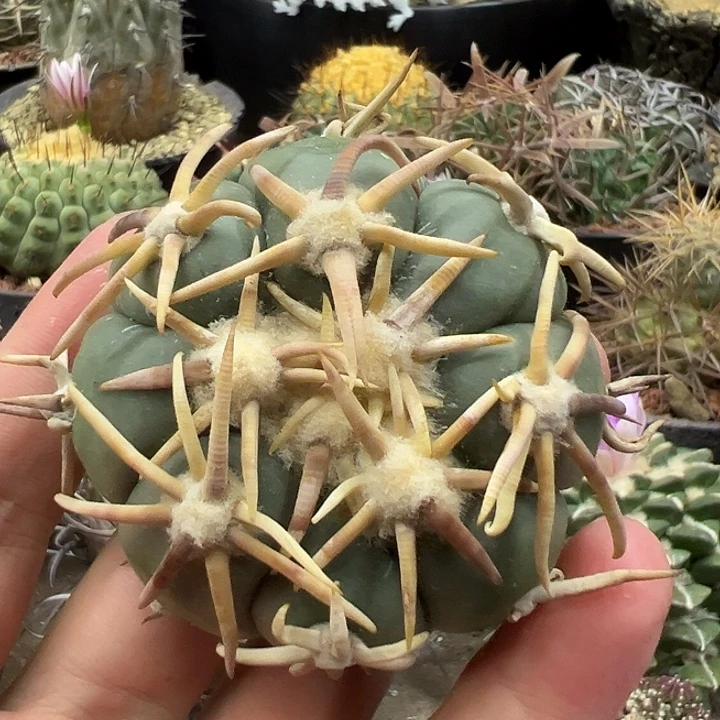 无花朵卷刺平丸翠平（有根牙）