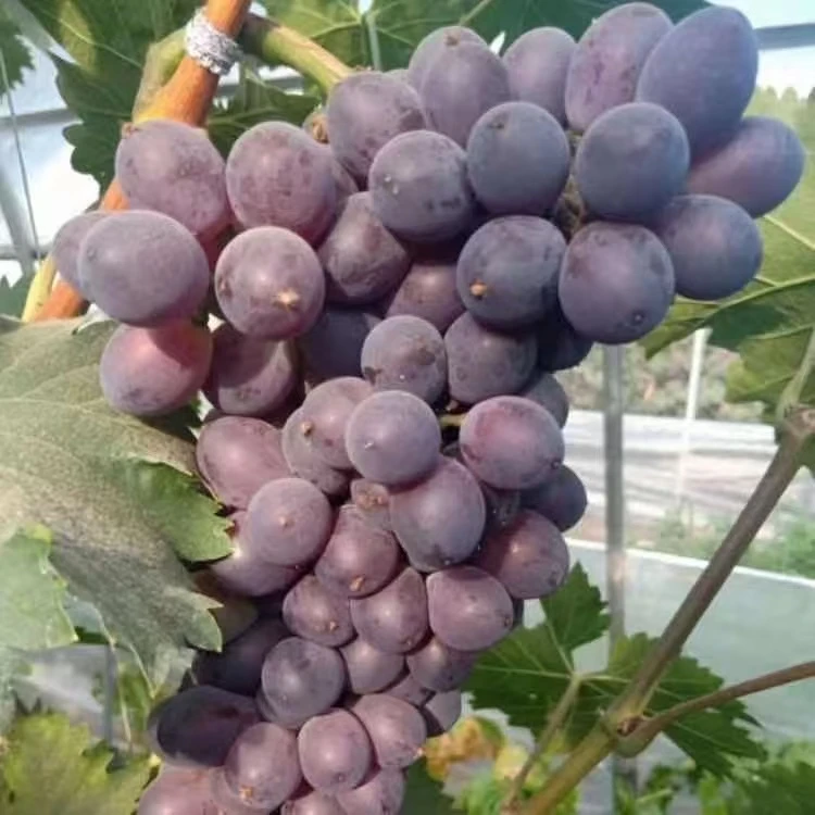 河北玫瑰香葡萄水果1-3斤口感酸甜河北省新鲜葡萄同城送河北省