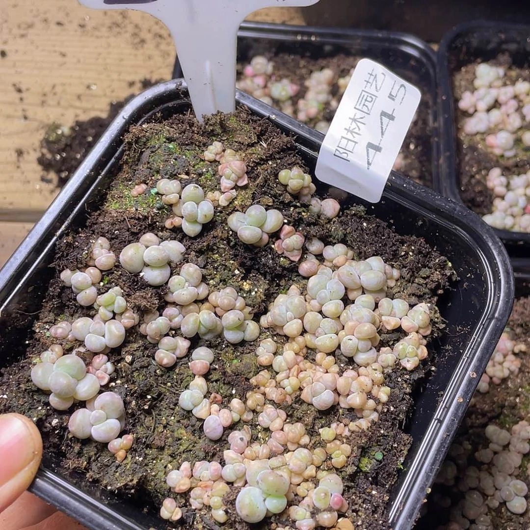 量拍多肉植物多肉植物445