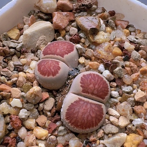 2025菊红窗菊花纹全窗双头带盆