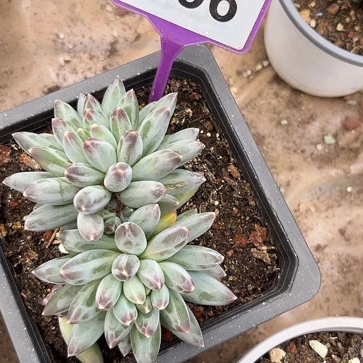 姜子牙多肉植物796