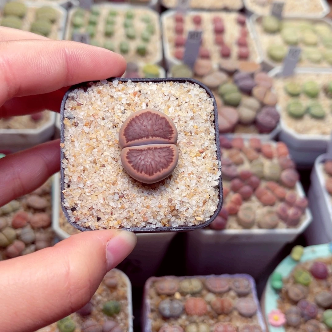 78号带盆包邮发货