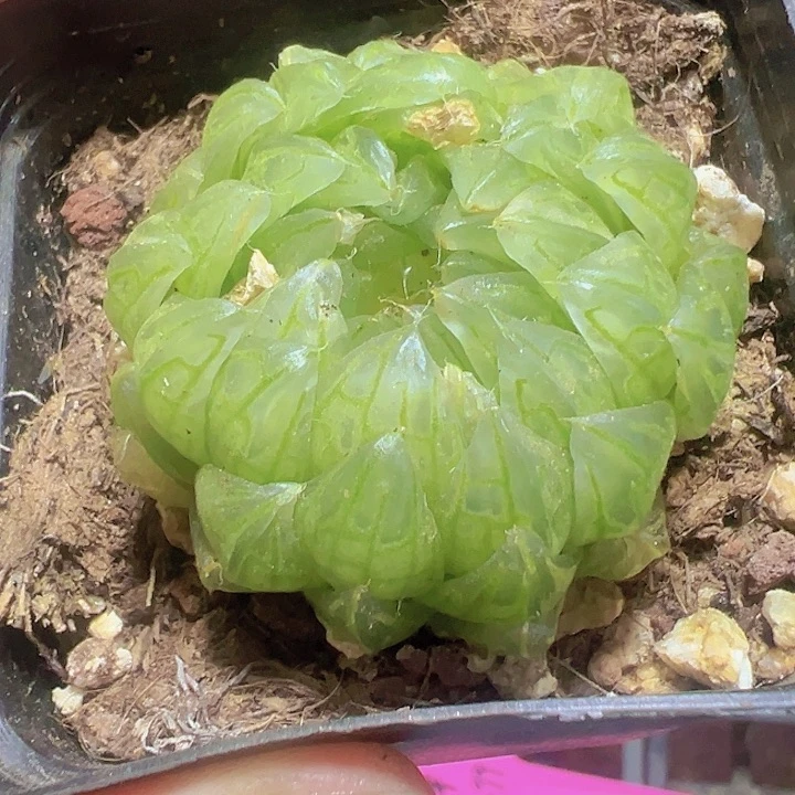 婵翼玉露精品多肉植物