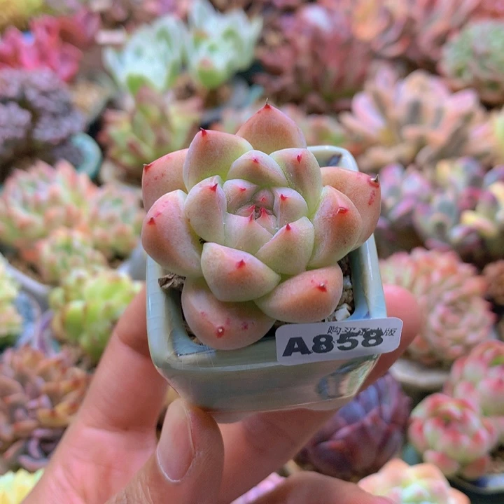 一物一拍含盆土满38包邮A858