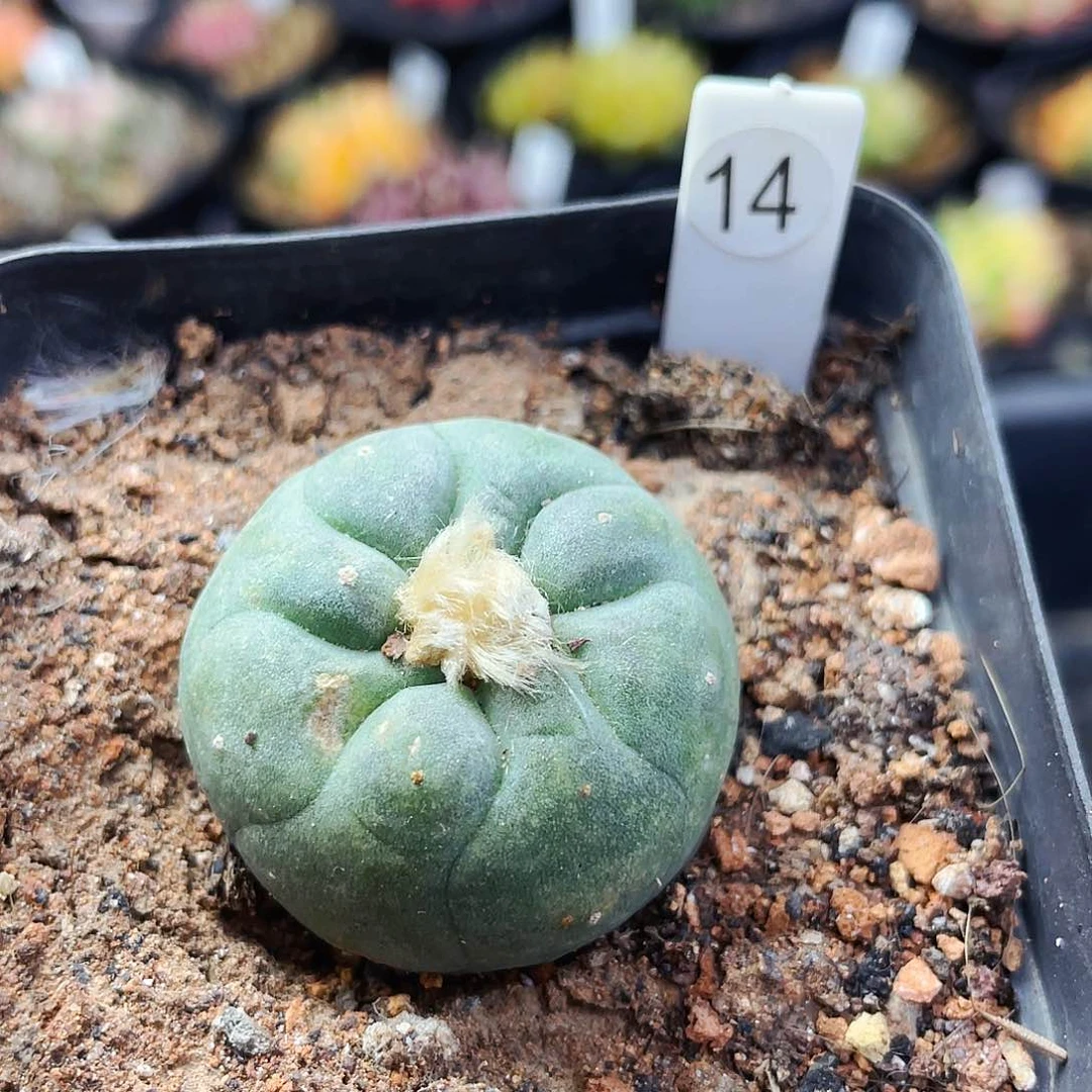 非偏远地区满25包邮仙人球