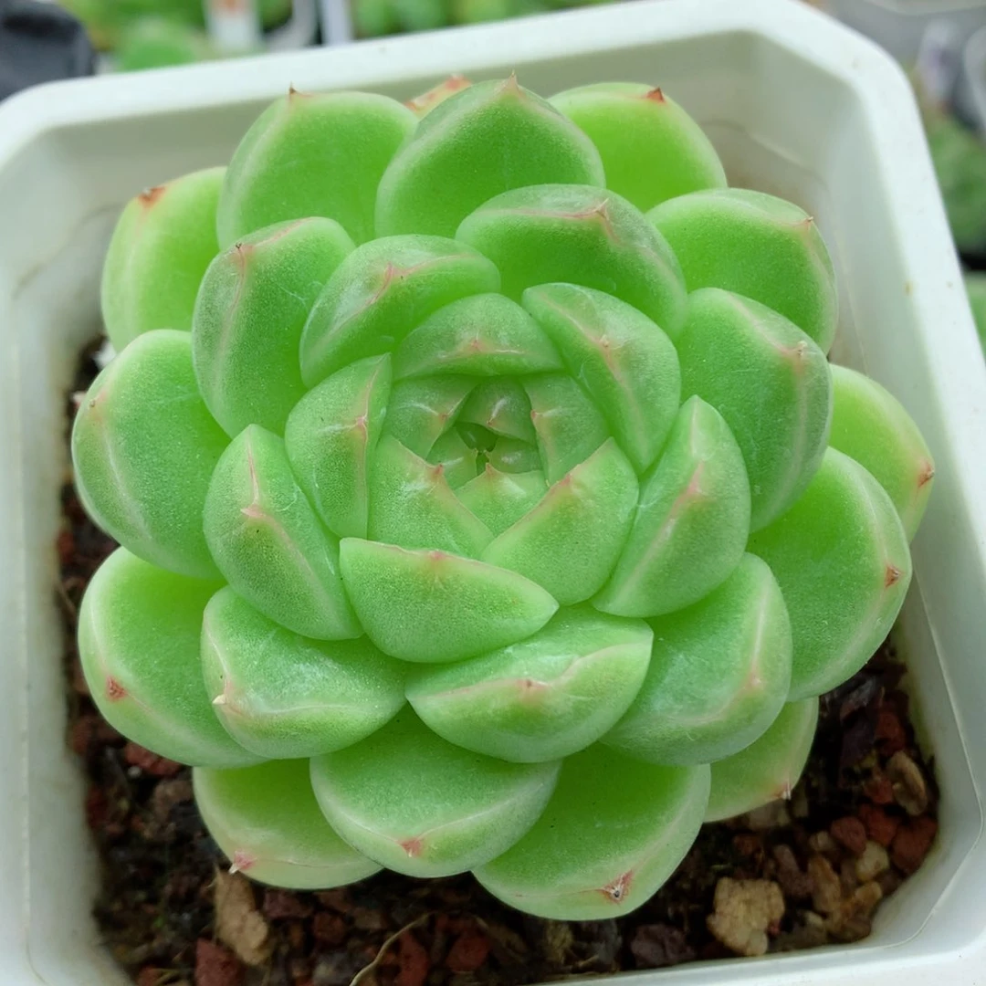 58包邮  群生不包整麦秆72