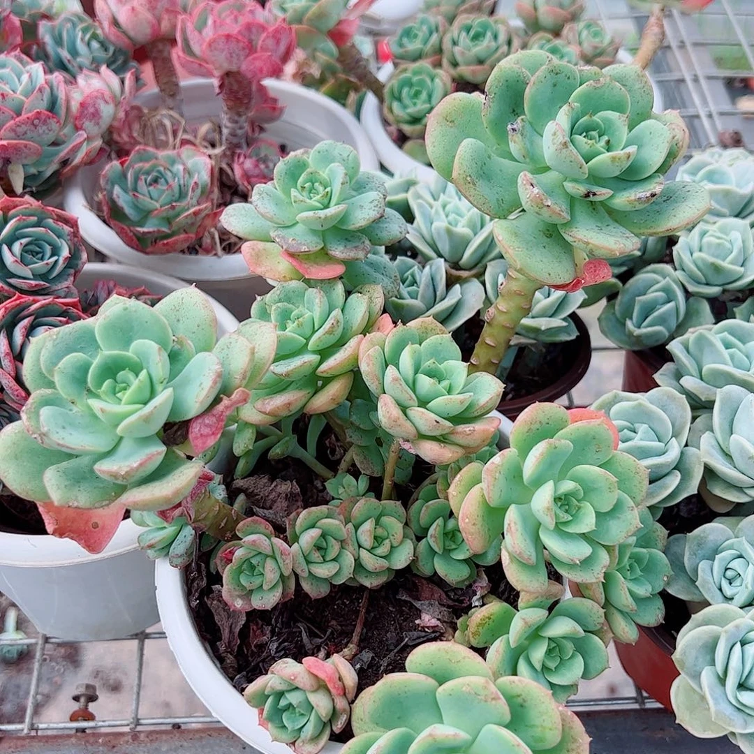 呢可沙拉玫瑰多头群生老桩