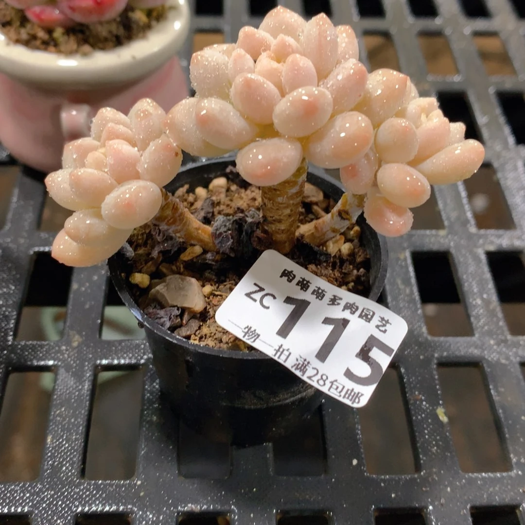 肉萌萌拇指盆精控多肉ZC115