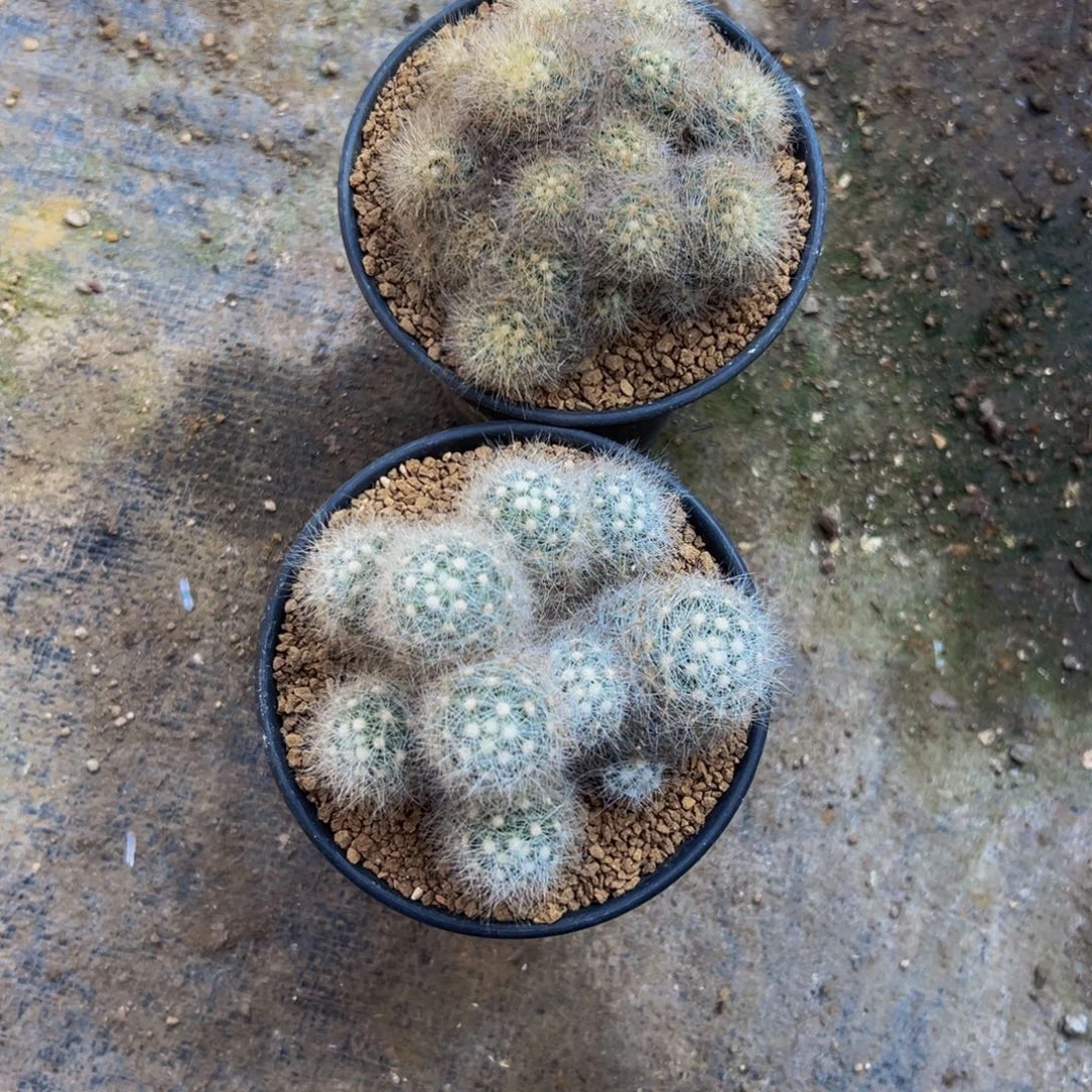 筱***飒芳香丸多肉植物脱土发货