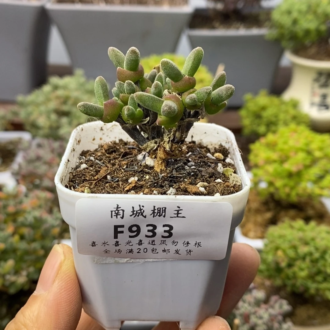 933短耳朵枝干兔子