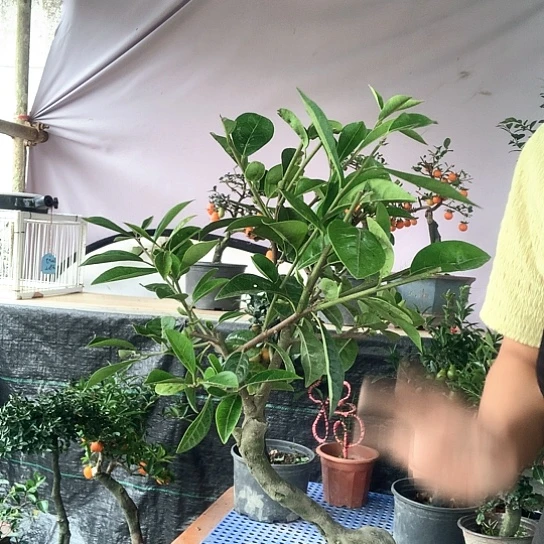 无花朵西施血红。