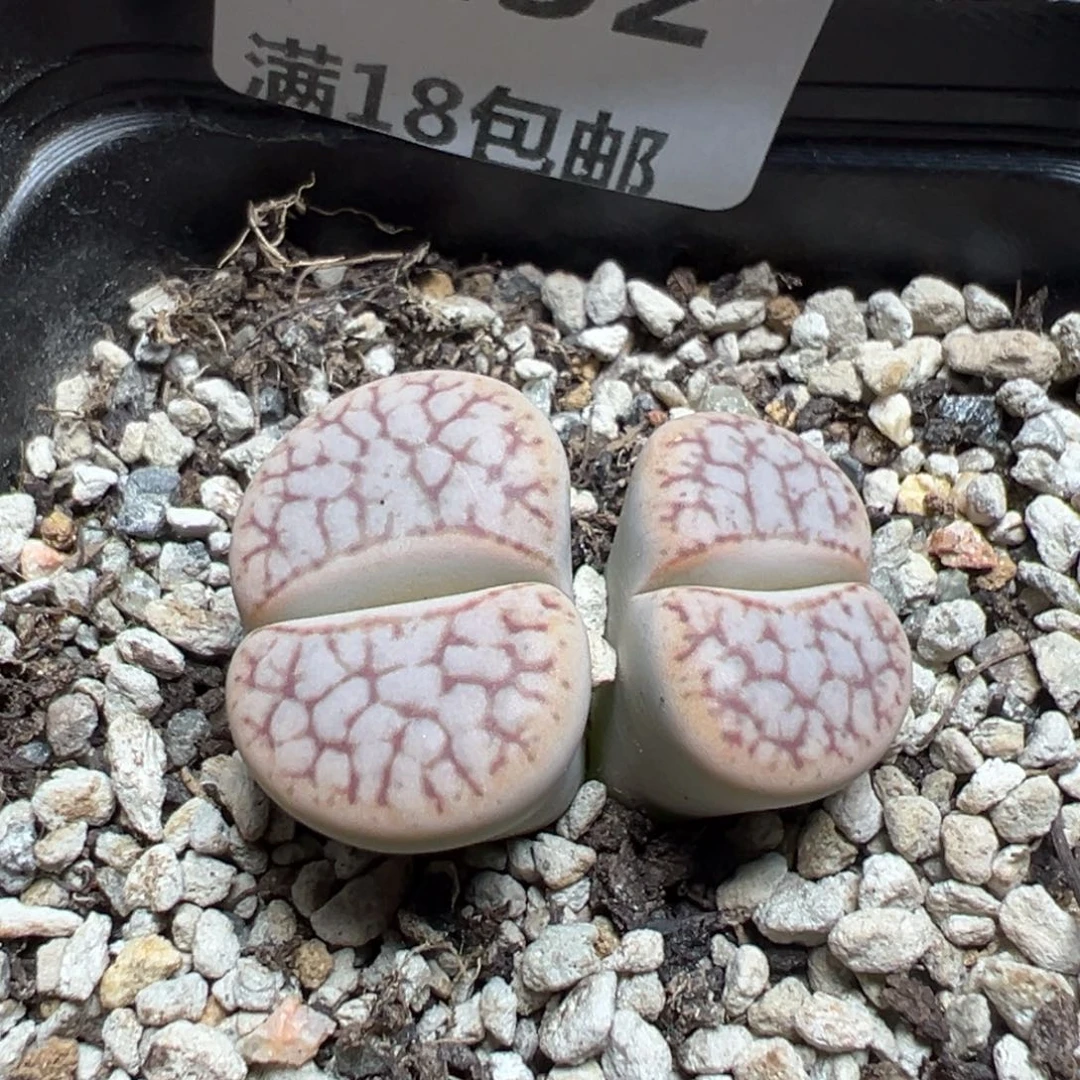 【闪购商品】 1132。