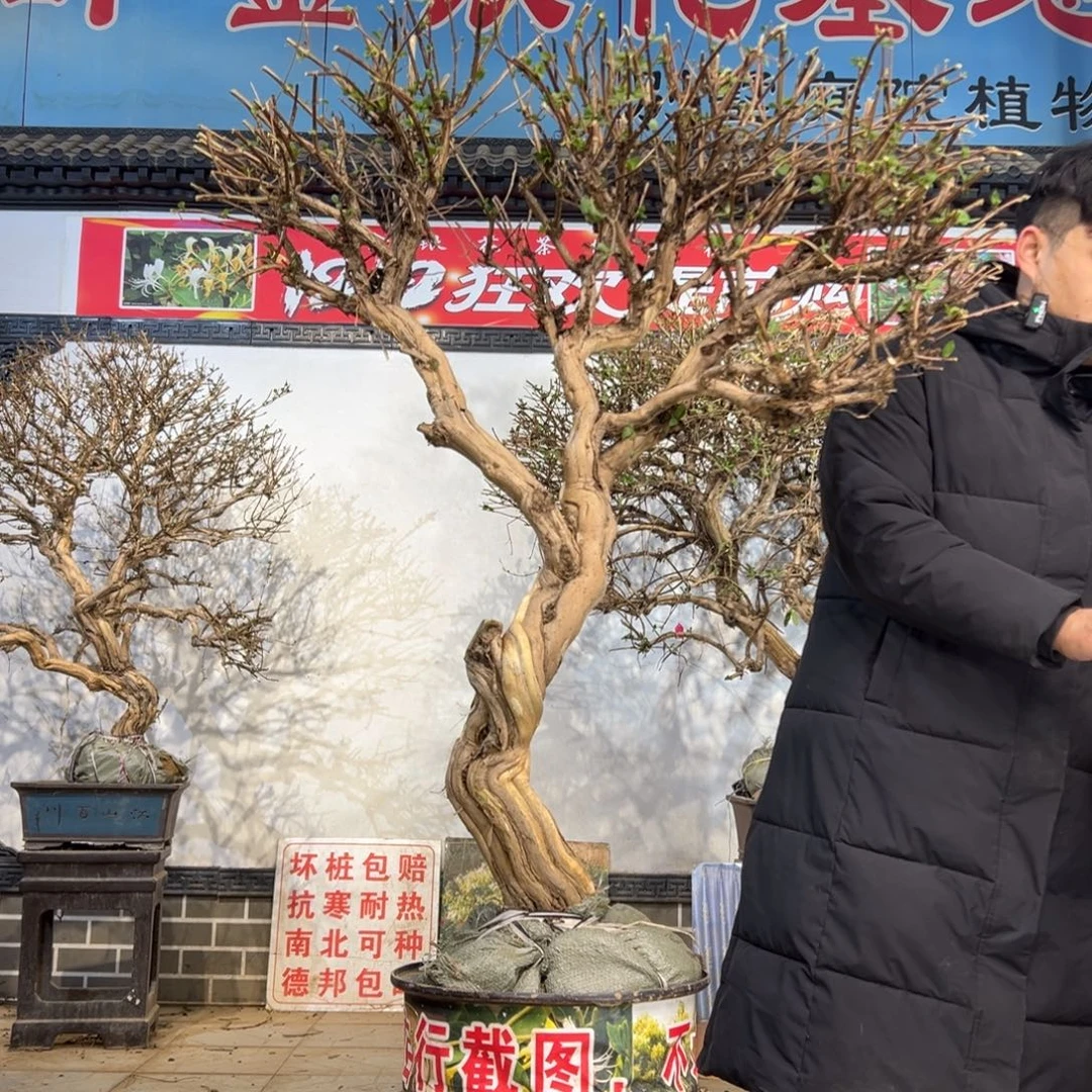 无花朵金银花555555556