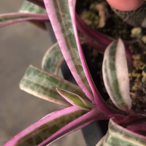 油点百合锦2颗一起