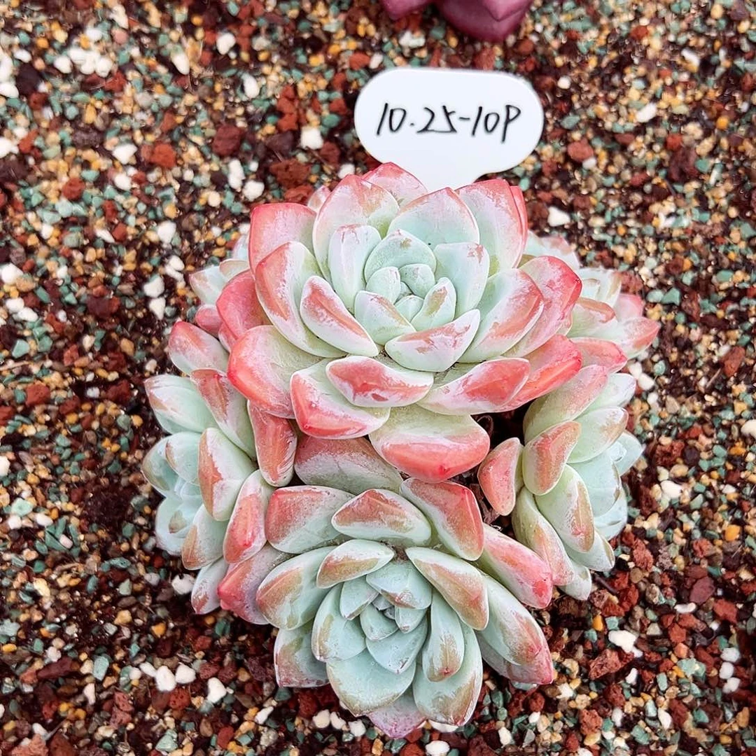 1025-109冰玉老桩。