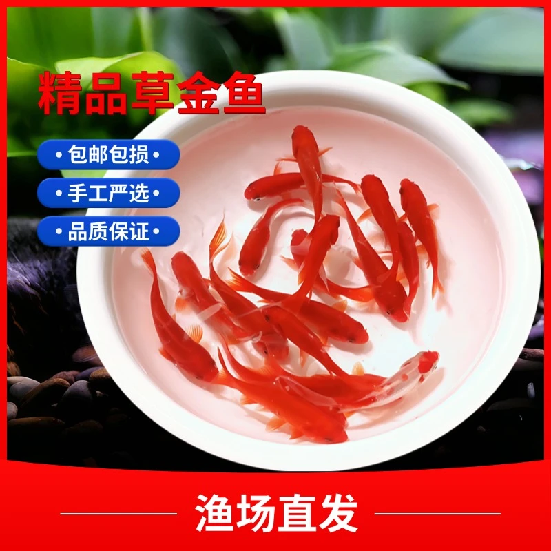 好养品种草金鱼红草金长短尾金鱼观赏鱼好养耐活混养锦鲤新奇宠物
