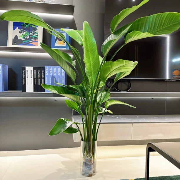 【顺丰速运】三颗水培天堂鸟1.3-1.5米室内客厅净化空气好养大植物