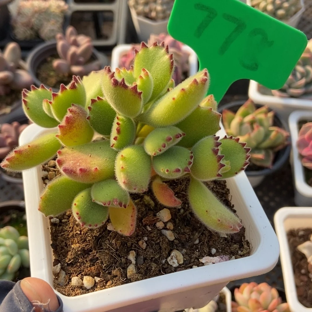 778熊童子多肉植物