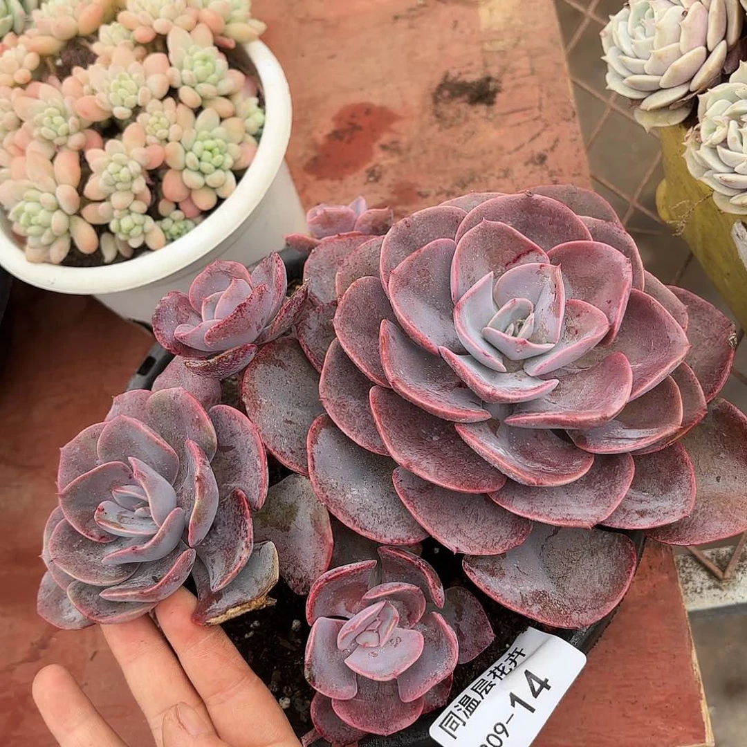 同温层多肉尘埃玫瑰14