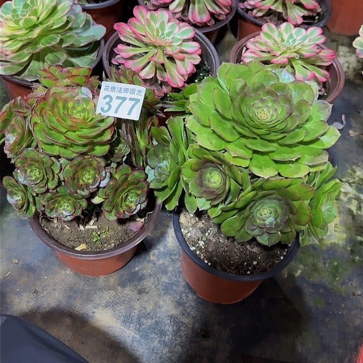 红陶风****聊火狐万圣节377