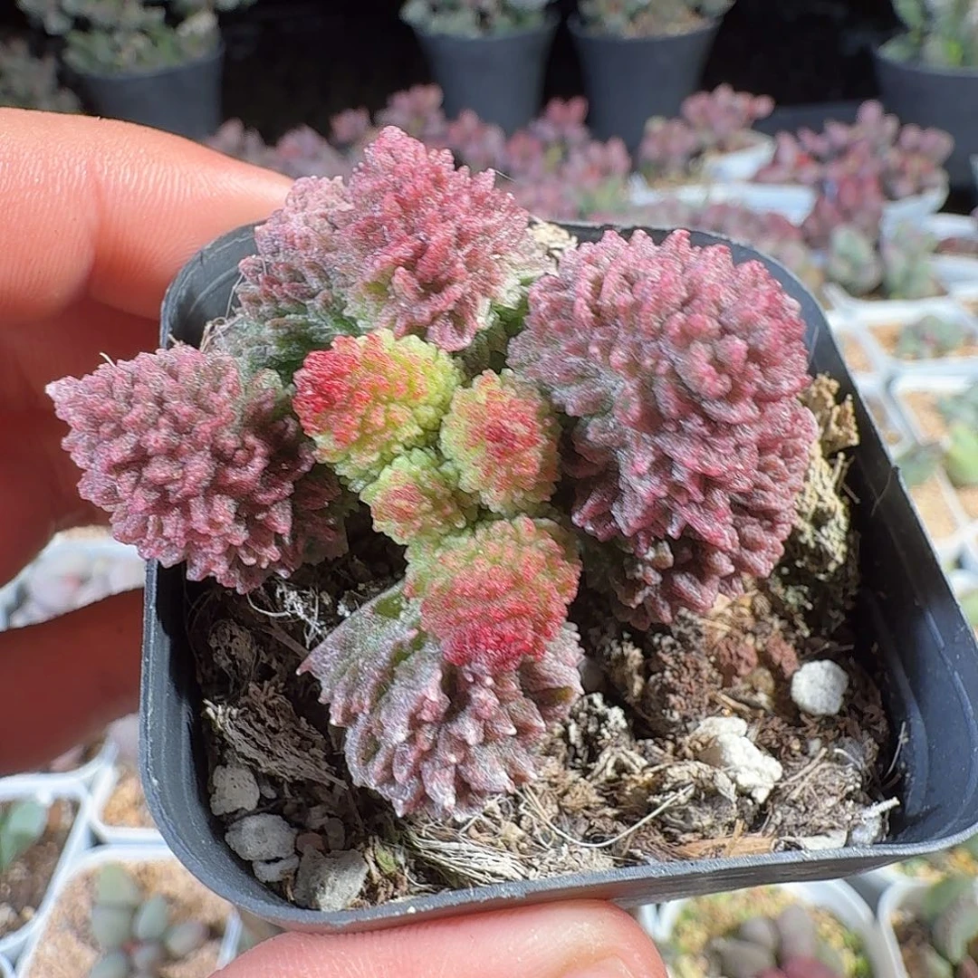 朱紫玉
