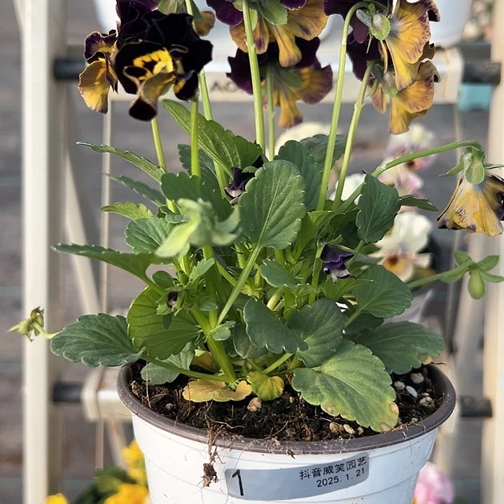 红陶抖音直播闪拍1