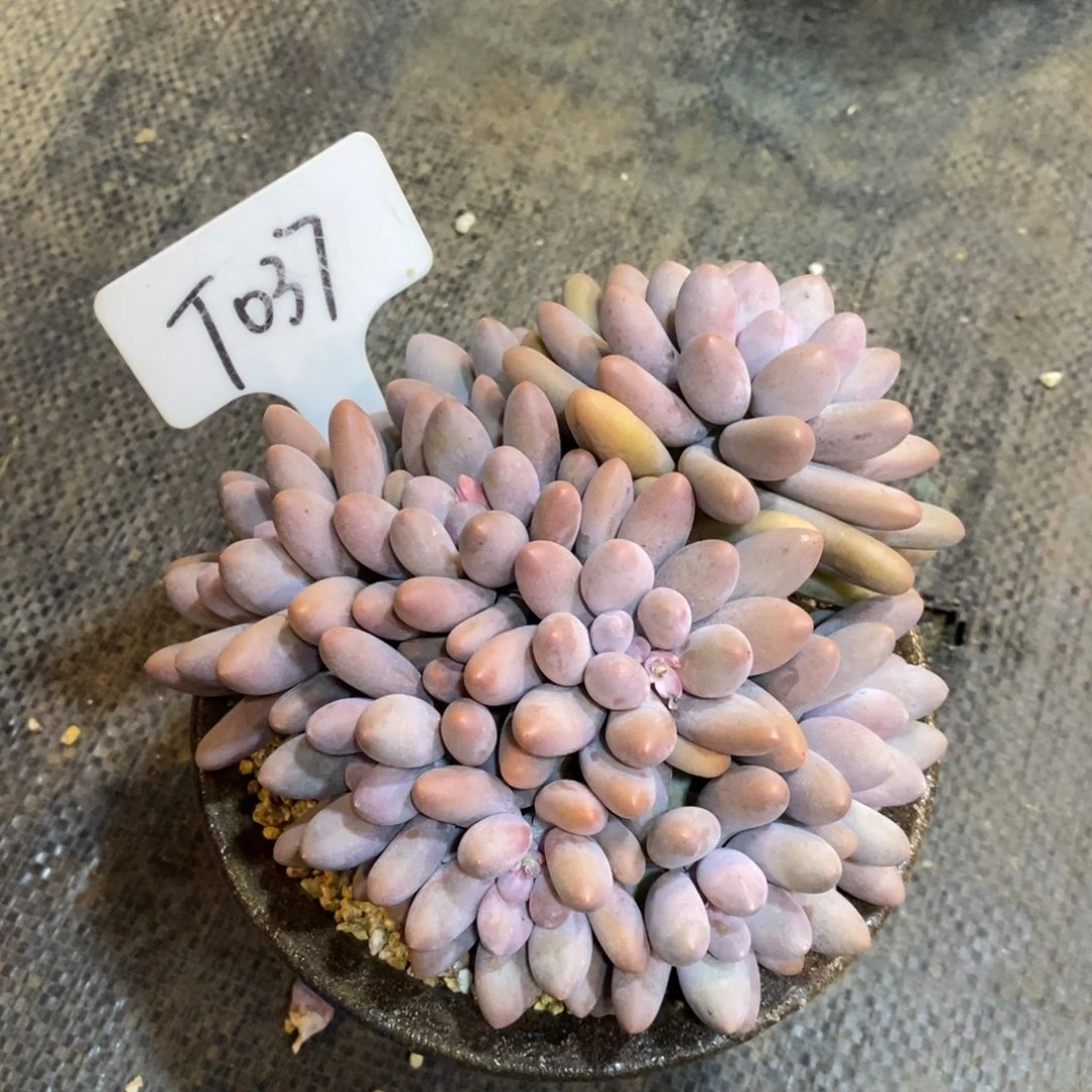 红*?037号自然群，12345679