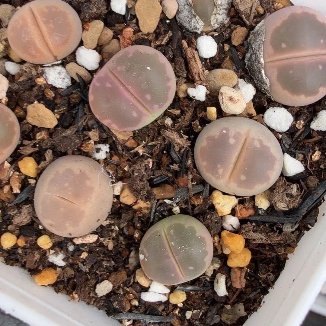 不用我送过去咯的265